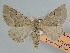  ( - BC ZSM Lep 109651)  @11 [ ] CreativeCommons - Attribution Non-Commercial Share-Alike (2020) SNSB, Staatliche Naturwissenschaftliche Sammlungen Bayerns ZSM (SNSB, Zoologische Staatssammlung Muenchen)