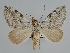  (Aplocera vivesi - BC ZSM Lep 109652)  @11 [ ] CreativeCommons - Attribution Non-Commercial Share-Alike (2020) SNSB, Staatliche Naturwissenschaftliche Sammlungen Bayerns ZSM (SNSB, Zoologische Staatssammlung Muenchen)