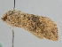  ( - BC ZSM Lep 109654)  @11 [ ] CreativeCommons - Attribution Non-Commercial Share-Alike (2020) SNSB, Staatliche Naturwissenschaftliche Sammlungen Bayerns ZSM (SNSB, Zoologische Staatssammlung Muenchen)