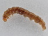  ( - BC ZSM Lep 109682)  @11 [ ] CreativeCommons - Attribution Non-Commercial Share-Alike (2020) SNSB, Staatliche Naturwissenschaftliche Sammlungen Bayerns ZSM (SNSB, Zoologische Staatssammlung Muenchen)
