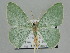  ( - BC ZSM Lep 109711)  @11 [ ] CreativeCommons - Attribution Non-Commercial Share-Alike (2020) SNSB, Staatliche Naturwissenschaftliche Sammlungen Bayerns ZSM (SNSB, Zoologische Staatssammlung Muenchen)