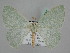  ( - BC ZSM Lep 109721)  @11 [ ] CreativeCommons - Attribution Non-Commercial Share-Alike (2020) SNSB, Staatliche Naturwissenschaftliche Sammlungen Bayerns ZSM (SNSB, Zoologische Staatssammlung Muenchen)