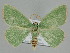  ( - BC ZSM Lep 109723)  @11 [ ] CreativeCommons - Attribution Non-Commercial Share-Alike (2020) SNSB, Staatliche Naturwissenschaftliche Sammlungen Bayerns ZSM (SNSB, Zoologische Staatssammlung Muenchen)