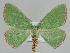  ( - BC ZSM Lep 109724)  @11 [ ] CreativeCommons - Attribution Non-Commercial Share-Alike (2020) SNSB, Staatliche Naturwissenschaftliche Sammlungen Bayerns ZSM (SNSB, Zoologische Staatssammlung Muenchen)