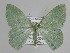  ( - BC ZSM Lep 109736)  @11 [ ] CreativeCommons - Attribution Non-Commercial Share-Alike (2020) SNSB, Staatliche Naturwissenschaftliche Sammlungen Bayerns ZSM (SNSB, Zoologische Staatssammlung Muenchen)