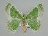  ( - BC ZSM Lep 109752)  @11 [ ] CreativeCommons - Attribution Non-Commercial Share-Alike (2020) SNSB, Staatliche Naturwissenschaftliche Sammlungen Bayerns ZSM (SNSB, Zoologische Staatssammlung Muenchen)