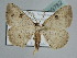  ( - BC ZSM Lep 109782)  @11 [ ] CreativeCommons - Attribution Non-Commercial Share-Alike (2020) SNSB, Staatliche Naturwissenschaftliche Sammlungen Bayerns ZSM (SNSB, Zoologische Staatssammlung Muenchen)