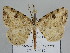  ( - BC ZSM Lep 109783)  @11 [ ] CreativeCommons - Attribution Non-Commercial Share-Alike (2020) SNSB, Staatliche Naturwissenschaftliche Sammlungen Bayerns ZSM (SNSB, Zoologische Staatssammlung Muenchen)