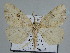  ( - BC ZSM Lep 109784)  @11 [ ] CreativeCommons - Attribution Non-Commercial Share-Alike (2020) SNSB, Staatliche Naturwissenschaftliche Sammlungen Bayerns ZSM (SNSB, Zoologische Staatssammlung Muenchen)