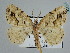  ( - BC ZSM Lep 109790)  @11 [ ] CreativeCommons - Attribution Non-Commercial Share-Alike (2020) SNSB, Staatliche Naturwissenschaftliche Sammlungen Bayerns ZSM (SNSB, Zoologische Staatssammlung Muenchen)