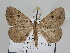  (Obolcola pulverea - BC ZSM Lep 109791)  @11 [ ] CreativeCommons - Attribution Non-Commercial Share-Alike (2020) SNSB, Staatliche Naturwissenschaftliche Sammlungen Bayerns ZSM (SNSB, Zoologische Staatssammlung Muenchen)