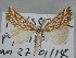  ( - BC ZSM Lep 109830)  @11 [ ] CreativeCommons - Attribution Non-Commercial Share-Alike (2020) SNSB, Staatliche Naturwissenschaftliche Sammlungen Bayerns ZSM (SNSB, Zoologische Staatssammlung Muenchen)