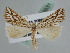  ( - BC ZSM Lep 109831)  @11 [ ] CreativeCommons - Attribution Non-Commercial Share-Alike (2020) SNSB, Staatliche Naturwissenschaftliche Sammlungen Bayerns ZSM (SNSB, Zoologische Staatssammlung Muenchen)