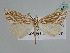  ( - BC ZSM Lep 109832)  @11 [ ] CreativeCommons - Attribution Non-Commercial Share-Alike (2020) SNSB, Staatliche Naturwissenschaftliche Sammlungen Bayerns ZSM (SNSB, Zoologische Staatssammlung Muenchen)
