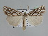  ( - BC ZSM Lep 109833)  @11 [ ] CreativeCommons - Attribution Non-Commercial Share-Alike (2020) SNSB, Staatliche Naturwissenschaftliche Sammlungen Bayerns ZSM (SNSB, Zoologische Staatssammlung Muenchen)