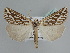  ( - BC ZSM Lep 109836)  @11 [ ] CreativeCommons - Attribution Non-Commercial Share-Alike (2020) SNSB, Staatliche Naturwissenschaftliche Sammlungen Bayerns ZSM (SNSB, Zoologische Staatssammlung Muenchen)