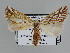  ( - BC ZSM Lep 109837)  @11 [ ] CreativeCommons - Attribution Non-Commercial Share-Alike (2020) SNSB, Staatliche Naturwissenschaftliche Sammlungen Bayerns ZSM (SNSB, Zoologische Staatssammlung Muenchen)