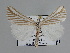  ( - BC ZSM Lep 109838)  @11 [ ] CreativeCommons - Attribution Non-Commercial Share-Alike (2020) SNSB, Staatliche Naturwissenschaftliche Sammlungen Bayerns ZSM (SNSB, Zoologische Staatssammlung Muenchen)