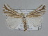  ( - BC ZSM Lep 109839)  @11 [ ] CreativeCommons - Attribution Non-Commercial Share-Alike (2020) SNSB, Staatliche Naturwissenschaftliche Sammlungen Bayerns ZSM (SNSB, Zoologische Staatssammlung Muenchen)