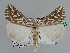  ( - BC ZSM Lep 109841)  @11 [ ] CreativeCommons - Attribution Non-Commercial Share-Alike (2020) SNSB, Staatliche Naturwissenschaftliche Sammlungen Bayerns ZSM (SNSB, Zoologische Staatssammlung Muenchen)