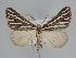  ( - BC ZSM Lep 109846)  @11 [ ] CreativeCommons - Attribution Non-Commercial Share-Alike (2020) SNSB, Staatliche Naturwissenschaftliche Sammlungen Bayerns ZSM (SNSB, Zoologische Staatssammlung Muenchen)
