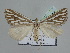  ( - BC ZSM Lep 109847)  @11 [ ] CreativeCommons - Attribution Non-Commercial Share-Alike (2020) SNSB, Staatliche Naturwissenschaftliche Sammlungen Bayerns ZSM (SNSB, Zoologische Staatssammlung Muenchen)