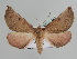  ( - BC ZSM Lep 109853)  @11 [ ] CreativeCommons - Attribution Non-Commercial Share-Alike (2020) SNSB, Staatliche Naturwissenschaftliche Sammlungen Bayerns ZSM (SNSB, Zoologische Staatssammlung Muenchen)