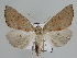 ( - BC ZSM Lep 109855)  @11 [ ] CreativeCommons - Attribution Non-Commercial Share-Alike (2020) SNSB, Staatliche Naturwissenschaftliche Sammlungen Bayerns ZSM (SNSB, Zoologische Staatssammlung Muenchen)