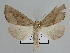  ( - BC ZSM Lep 109856)  @11 [ ] CreativeCommons - Attribution Non-Commercial Share-Alike (2020) SNSB, Staatliche Naturwissenschaftliche Sammlungen Bayerns ZSM (SNSB, Zoologische Staatssammlung Muenchen)