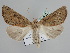  ( - BC ZSM Lep 109859)  @11 [ ] CreativeCommons - Attribution Non-Commercial Share-Alike (2020) SNSB, Staatliche Naturwissenschaftliche Sammlungen Bayerns ZSM (SNSB, Zoologische Staatssammlung Muenchen)