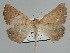  ( - BC ZSM Lep 109864)  @11 [ ] CreativeCommons - Attribution Non-Commercial Share-Alike (2020) SNSB, Staatliche Naturwissenschaftliche Sammlungen Bayerns ZSM (SNSB, Zoologische Staatssammlung Muenchen)