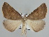  ( - BC ZSM Lep 109866)  @11 [ ] CreativeCommons - Attribution Non-Commercial Share-Alike (2020) SNSB, Staatliche Naturwissenschaftliche Sammlungen Bayerns ZSM (SNSB, Zoologische Staatssammlung Muenchen)