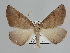  ( - BC ZSM Lep 109867)  @11 [ ] CreativeCommons - Attribution Non-Commercial Share-Alike (2020) SNSB, Staatliche Naturwissenschaftliche Sammlungen Bayerns ZSM (SNSB, Zoologische Staatssammlung Muenchen)
