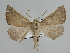  ( - BC ZSM Lep 109871)  @11 [ ] CreativeCommons - Attribution Non-Commercial Share-Alike (2020) SNSB, Staatliche Naturwissenschaftliche Sammlungen Bayerns ZSM (SNSB, Zoologische Staatssammlung Muenchen)