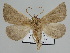  ( - BC ZSM Lep 109872)  @11 [ ] CreativeCommons - Attribution Non-Commercial Share-Alike (2020) SNSB, Staatliche Naturwissenschaftliche Sammlungen Bayerns ZSM (SNSB, Zoologische Staatssammlung Muenchen)