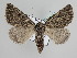  (Aethiopodes noctuodes - BC ZSM Lep 109889)  @11 [ ] CreativeCommons - Attribution Non-Commercial Share-Alike (2020) SNSB, Staatliche Naturwissenschaftliche Sammlungen Bayerns ZSM (SNSB, Zoologische Staatssammlung Muenchen)