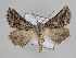  ( - BC ZSM Lep 109893)  @11 [ ] CreativeCommons - Attribution Non-Commercial Share-Alike (2020) SNSB, Staatliche Naturwissenschaftliche Sammlungen Bayerns ZSM (SNSB, Zoologische Staatssammlung Muenchen)