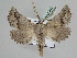  ( - BC ZSM Lep 109897)  @11 [ ] CreativeCommons - Attribution Non-Commercial Share-Alike (2020) SNSB, Staatliche Naturwissenschaftliche Sammlungen Bayerns ZSM (SNSB, Zoologische Staatssammlung Muenchen)