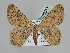  (Gnophos BOLD:AEE0432 - BC ZSM Lep 109911)  @11 [ ] CreativeCommons - Attribution Non-Commercial Share-Alike (2020) SNSB, Staatliche Naturwissenschaftliche Sammlungen Bayerns ZSM (SNSB, Zoologische Staatssammlung Muenchen)