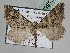  (Entephria BOLD:AEE8488 - BC ZSM Lep 109913)  @11 [ ] CreativeCommons - Attribution Non-Commercial Share-Alike (2020) SNSB, Staatliche Naturwissenschaftliche Sammlungen Bayerns ZSM (SNSB, Zoologische Staatssammlung Muenchen)
