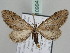  (Eupithecia BOLD:AEE3399 - BC ZSM Lep 109945)  @11 [ ] CreativeCommons - Attribution Non-Commercial Share-Alike (2020) SNSB, Staatliche Naturwissenschaftliche Sammlungen Bayerns ZSM (SNSB, Zoologische Staatssammlung Muenchen)