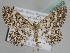  ( - BC ZSM Lep 109949)  @11 [ ] CreativeCommons - Attribution Non-Commercial Share-Alike (2020) SNSB, Staatliche Naturwissenschaftliche Sammlungen Bayerns ZSM (SNSB, Zoologische Staatssammlung Muenchen)