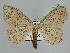  ( - BC ZSM Lep 109952)  @11 [ ] CreativeCommons - Attribution Non-Commercial Share-Alike (2020) SNSB, Staatliche Naturwissenschaftliche Sammlungen Bayerns ZSM (SNSB, Zoologische Staatssammlung Muenchen)