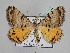  ( - BC ZSM Lep 109957)  @11 [ ] CreativeCommons - Attribution Non-Commercial Share-Alike (2020) SNSB, Staatliche Naturwissenschaftliche Sammlungen Bayerns ZSM (SNSB, Zoologische Staatssammlung Muenchen)