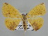  ( - BC ZSM Lep 109966)  @11 [ ] CreativeCommons - Attribution Non-Commercial Share-Alike (2020) SNSB, Staatliche Naturwissenschaftliche Sammlungen Bayerns ZSM (SNSB, Zoologische Staatssammlung Muenchen)