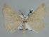  ( - BC ZSM Lep 109968)  @14 [ ] CreativeCommons - Attribution Non-Commercial Share-Alike (2020) SNSB, Staatliche Naturwissenschaftliche Sammlungen Bayerns ZSM (SNSB, Zoologische Staatssammlung Muenchen)