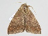  ( - BC ZSM Lep 110495)  @11 [ ] CreativeCommons - Attribution Non-Commercial Share-Alike (2020) SNSB, Staatliche Naturwissenschaftliche Sammlungen Bayerns ZSM (SNSB, Zoologische Staatssammlung Muenchen)