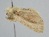  (Sesamia sylvata - BC ZSM Lep 110525)  @11 [ ] CreativeCommons - Attribution Non-Commercial Share-Alike (2020) SNSB, Staatliche Naturwissenschaftliche Sammlungen Bayerns ZSM (SNSB, Zoologische Staatssammlung Muenchen)