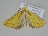  ( - BC ZSM Lep 110542)  @11 [ ] CreativeCommons - Attribution Non-Commercial Share-Alike (2020) SNSB, Staatliche Naturwissenschaftliche Sammlungen Bayerns ZSM (SNSB, Zoologische Staatssammlung Muenchen)