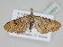  (Eupithecia BOLD:AEE7509 - BC ZSM Lep 110571)  @11 [ ] CreativeCommons - Attribution Non-Commercial Share-Alike (2020) SNSB, Staatliche Naturwissenschaftliche Sammlungen Bayerns ZSM (SNSB, Zoologische Staatssammlung Muenchen)